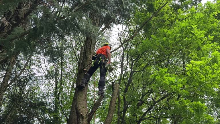 Professional Tree Care Services in Dobson, NC