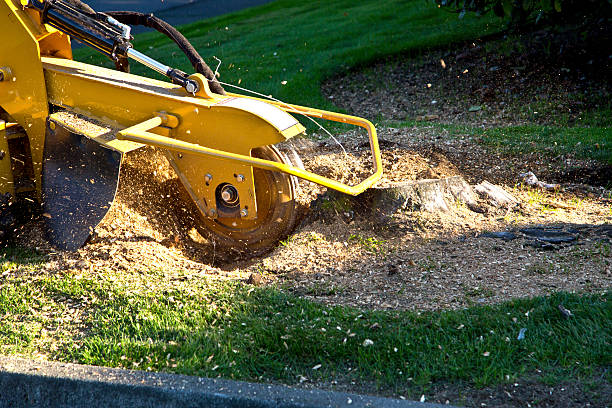 How Our Tree Care Process Works  in  Dobson, NC